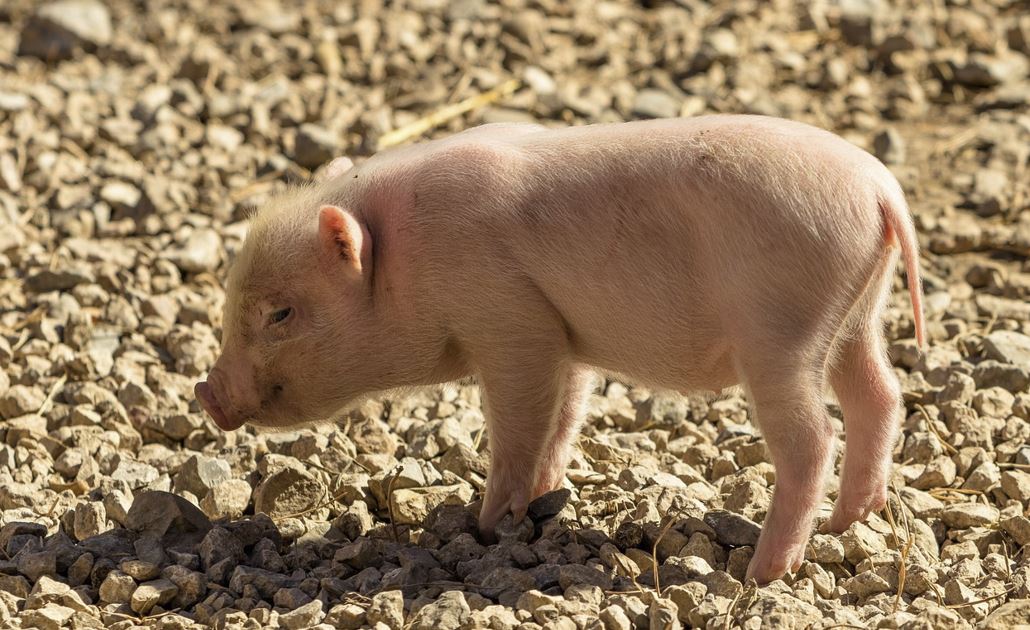 새끼 돼지 꿈해몽 &ndash; 상황별 8가지 해석