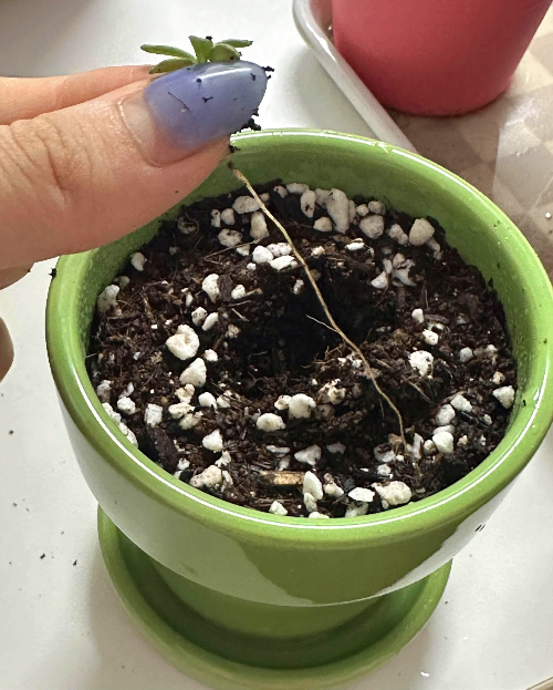 로즈마리 옮겨심기