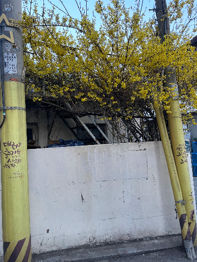 봄 공원 산책의 매력, 생동감 있는 풍경 속에서 기분 전환