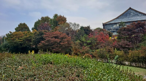 화성_우리꽃식물원_국화전시회