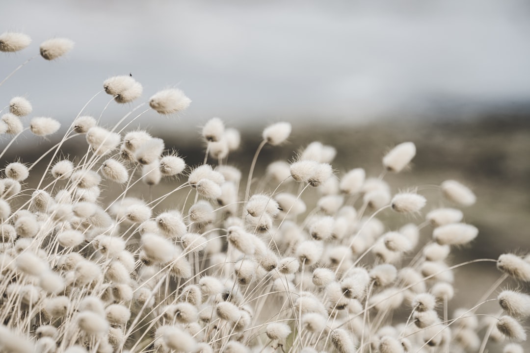 Dandelion