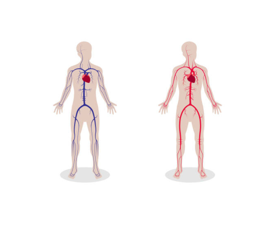 어성초 효능 혈관 건강