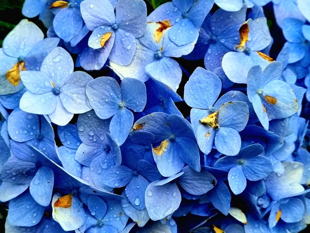 경기도 가평 2024 아침고요수목원 수국축제