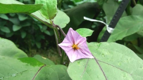 가지꽃-피는시기-개화시기-꽃말