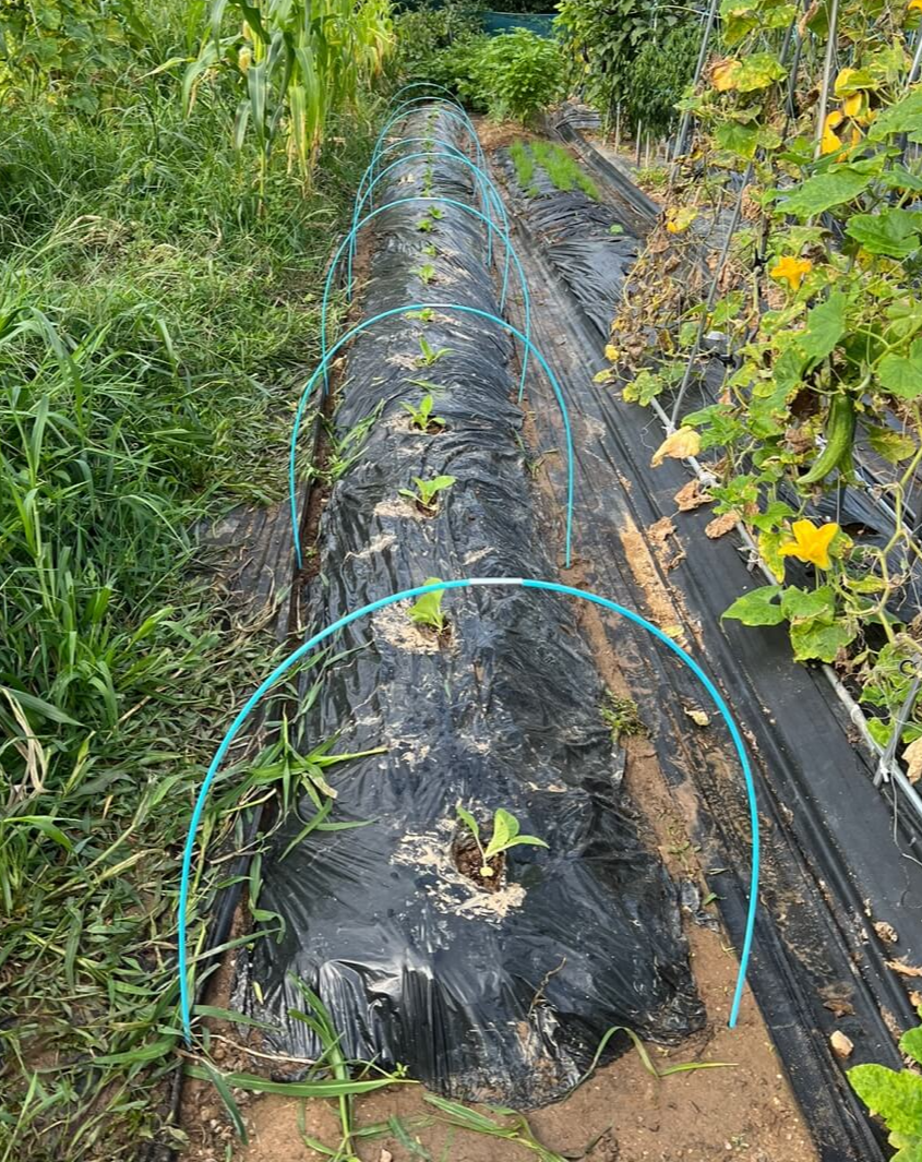 한랭사 활대 설치