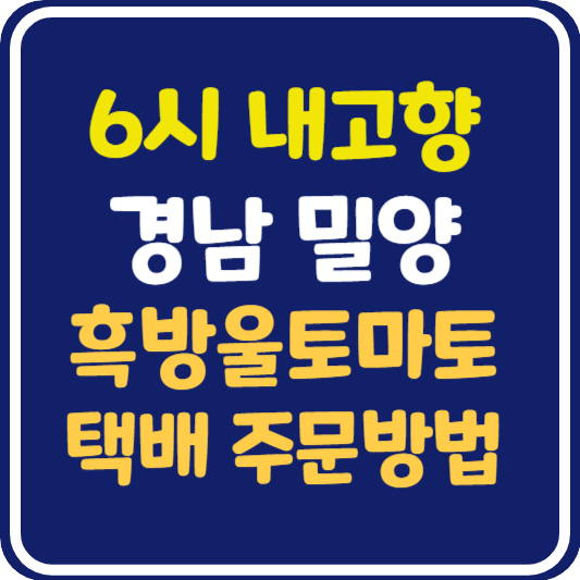 6시 내고향 밀양 흑방울토마토 택배 주문 방법