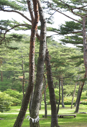 태안 튤립 축제 기간