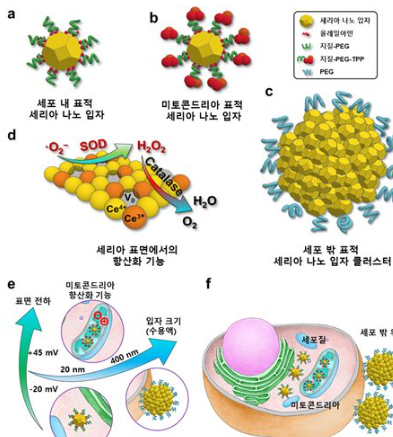 활성산소 줄이는 방법 알아보기