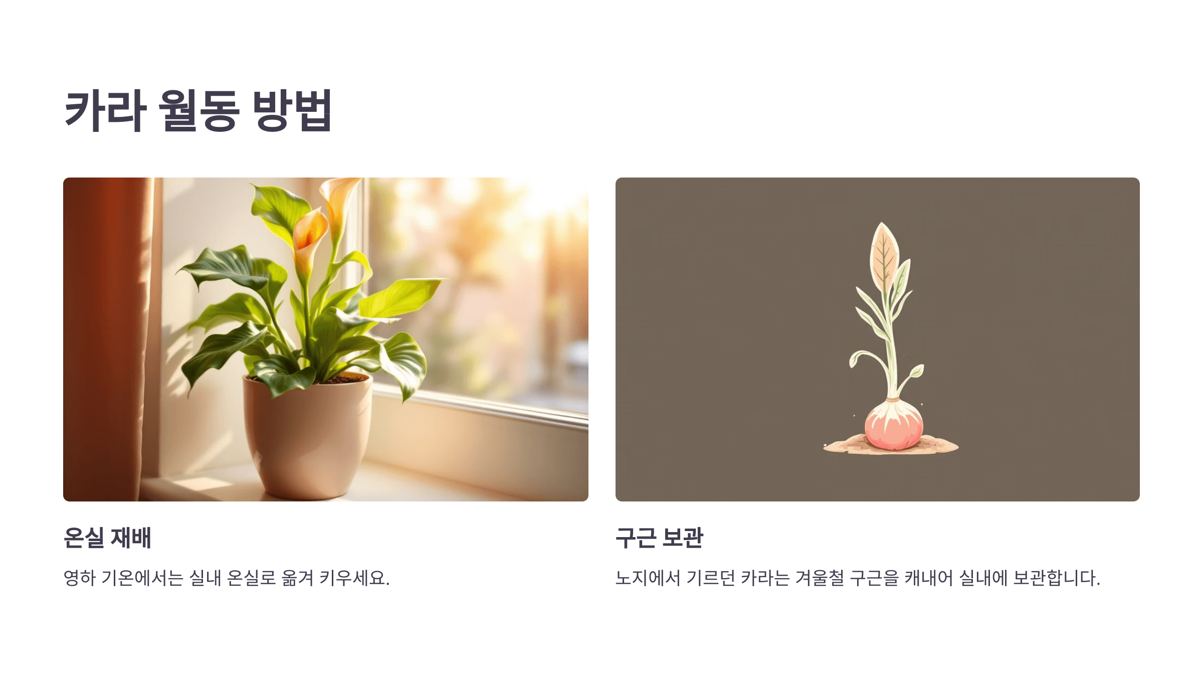 카라꽃 사진입니다.