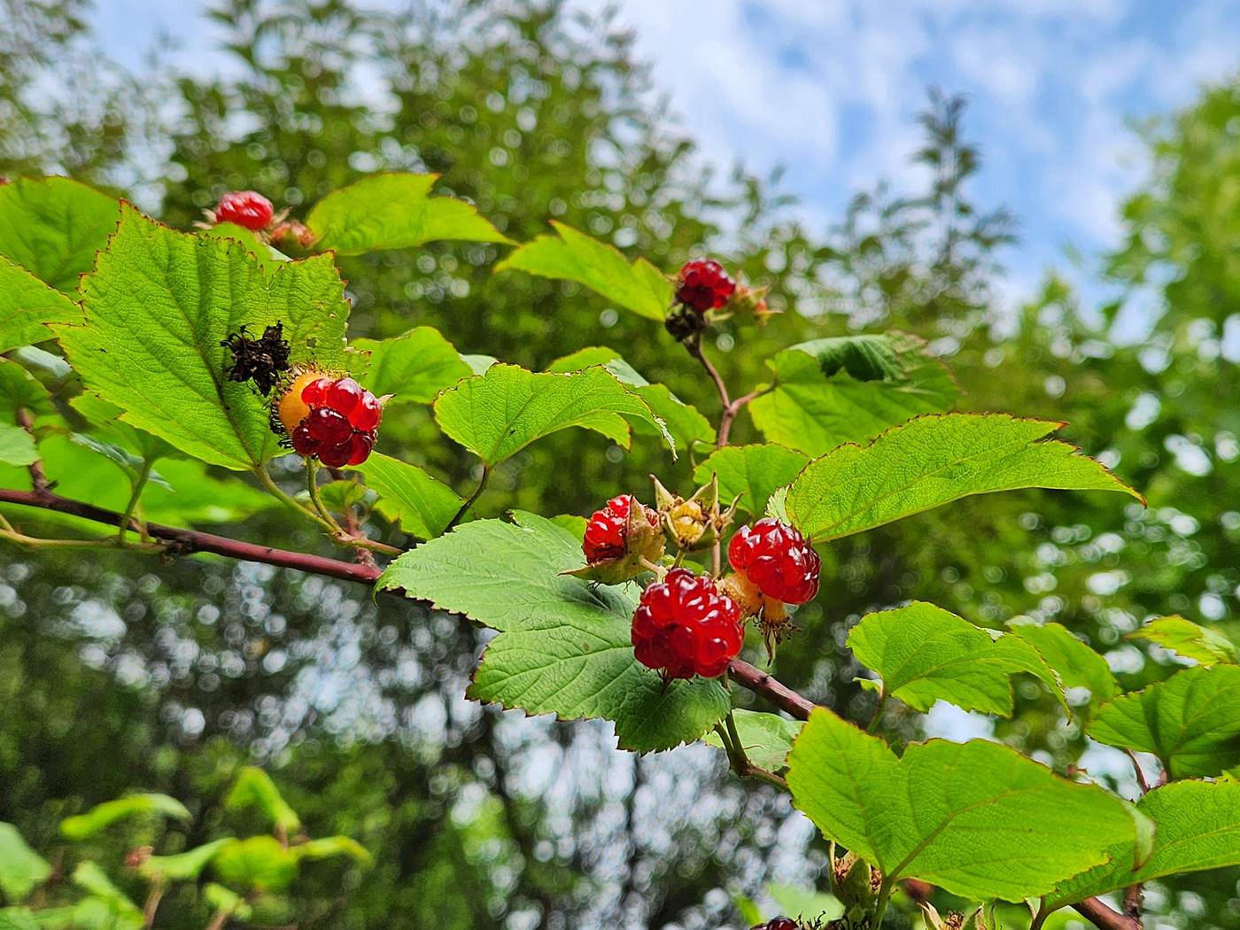 산딸기 Wild Strawberries