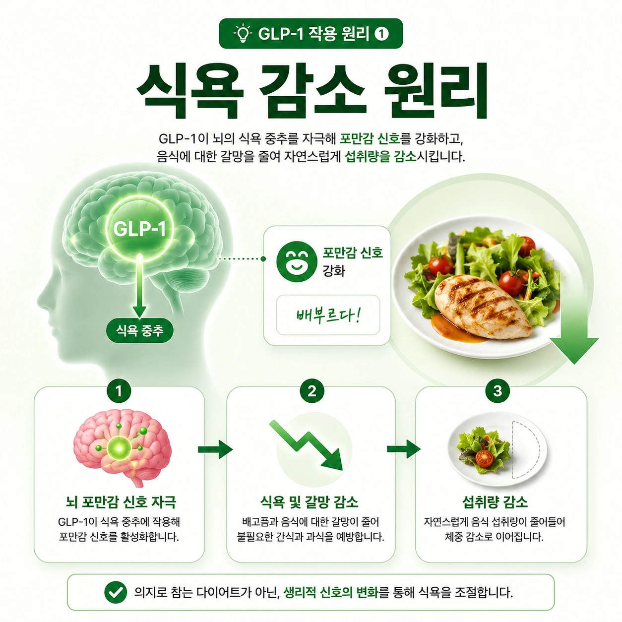 식욕-감소-원리