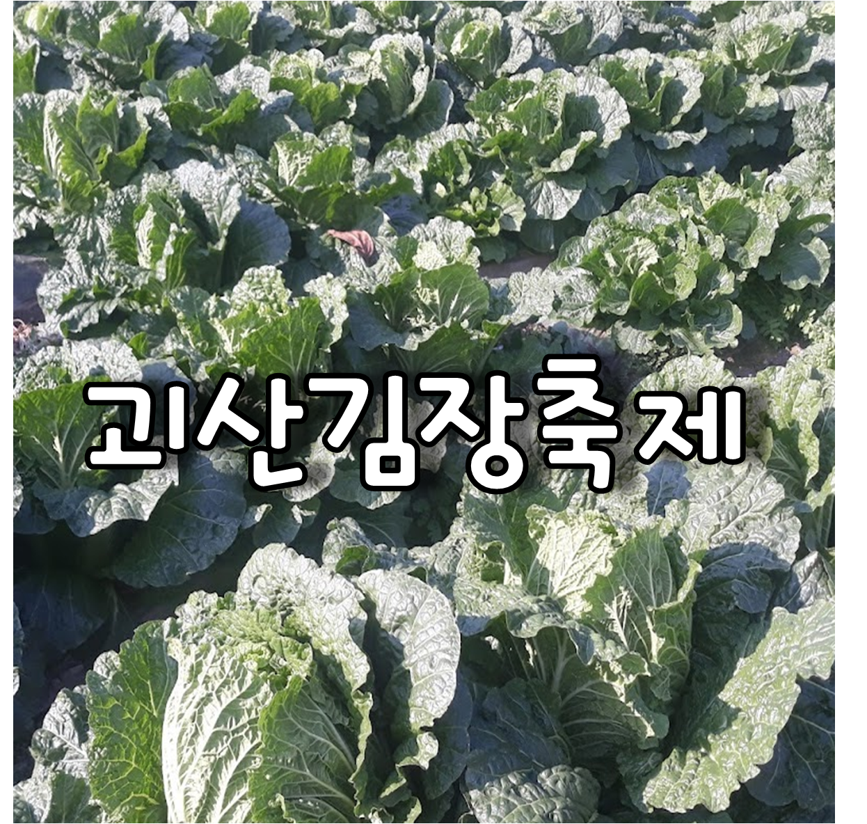 괴산김장축제
