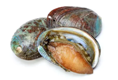 전복 가격 및 효능&amp;#44; 요리방법