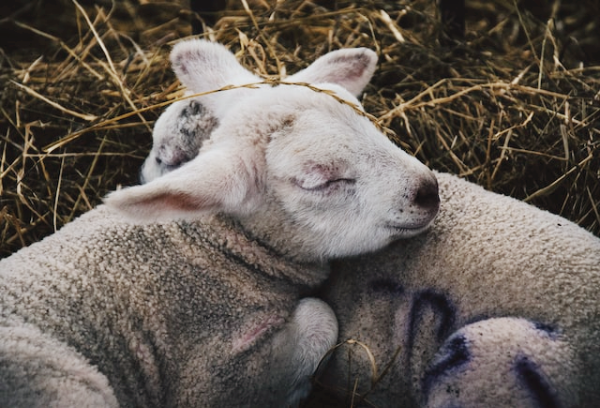 ABCC9 유전자, 깊은 수면에 필요, 수면의질, 수면장애, 불면증