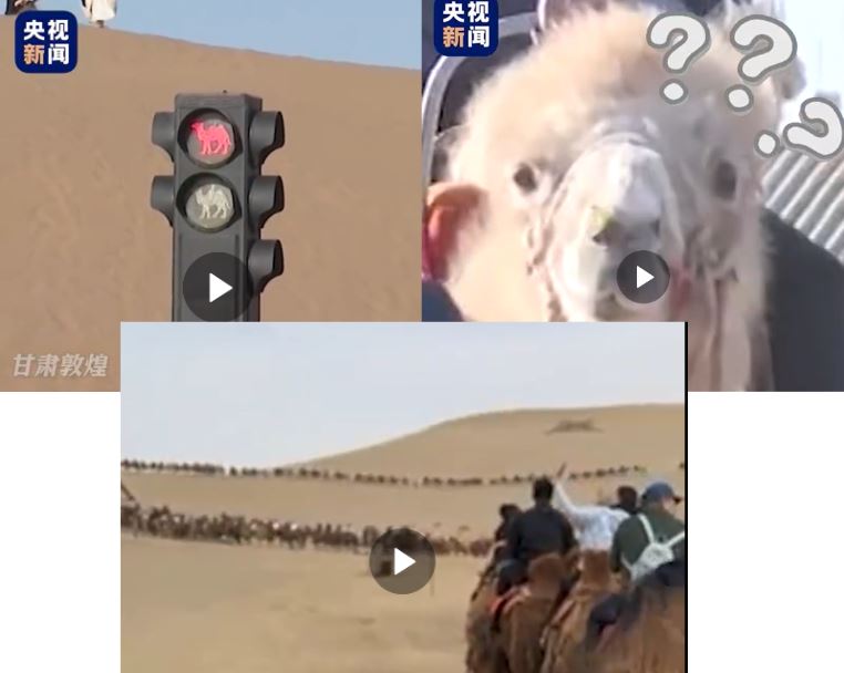 낙타전용 신호등