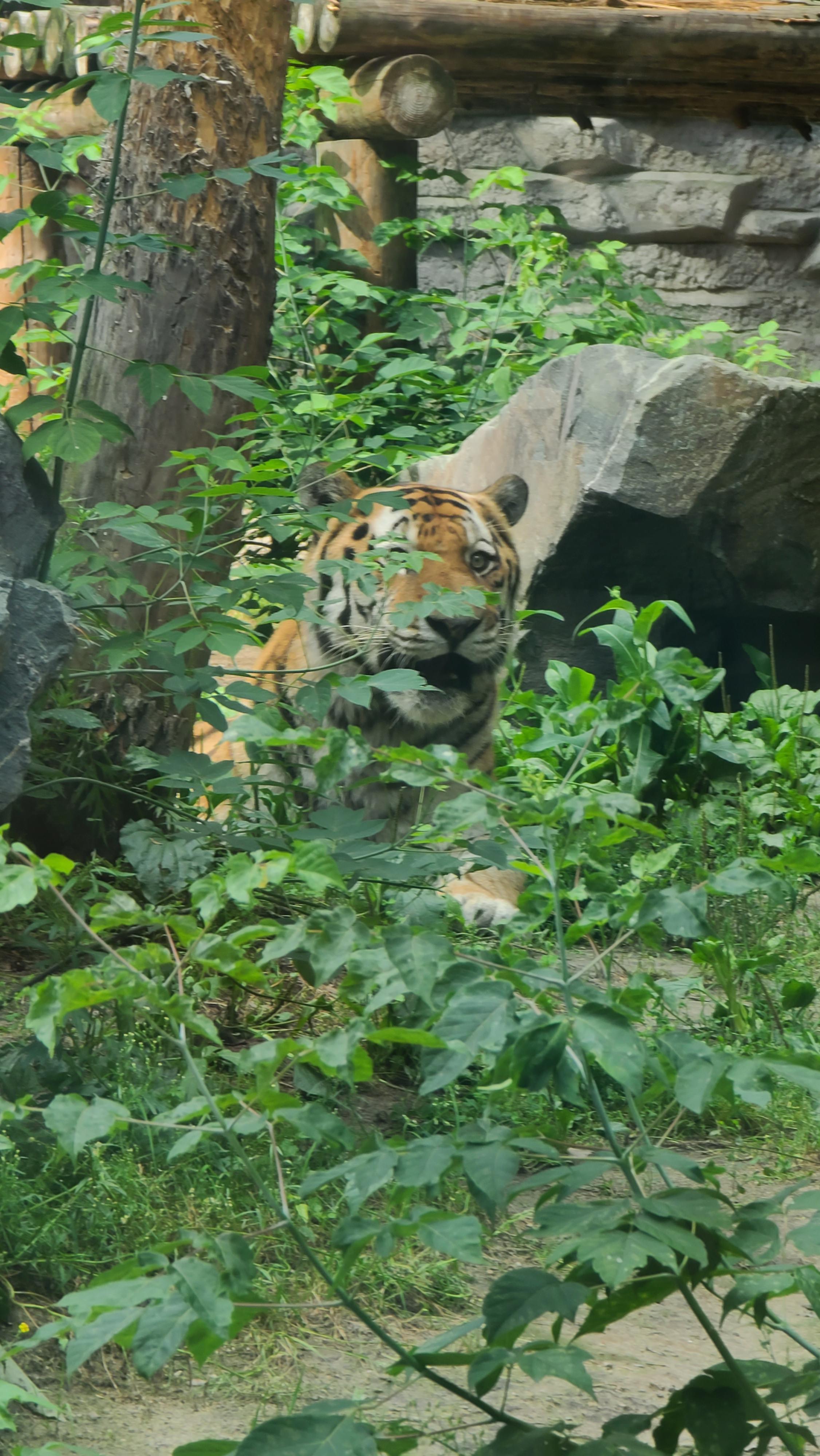 러시아-시베리아-호랑이