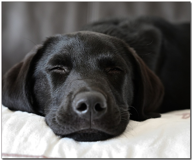 자고있는 래브라도 리트리버