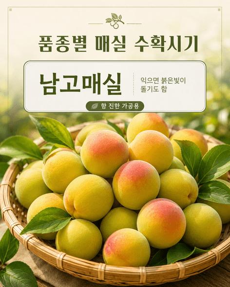 매실수확시기