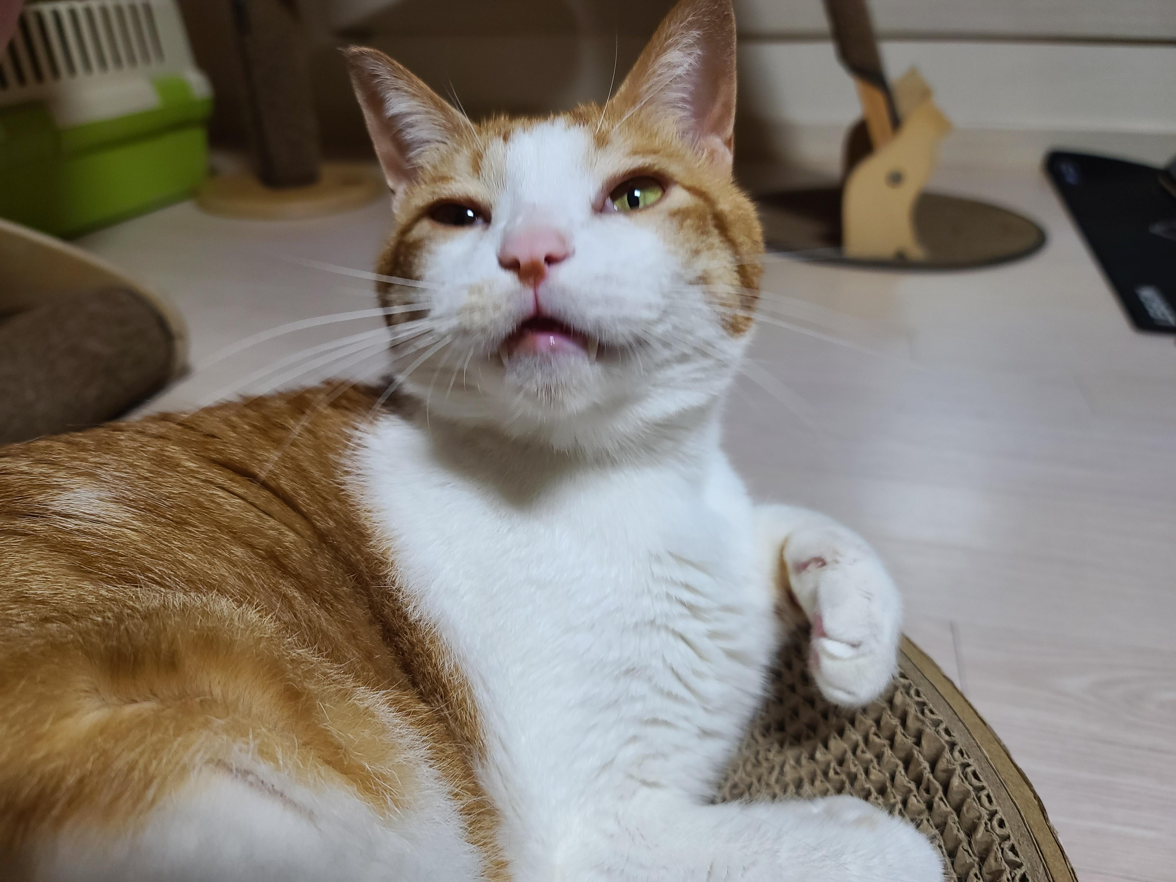 호야 형아가 그루밍 해주면 막둥이 삐용이는....