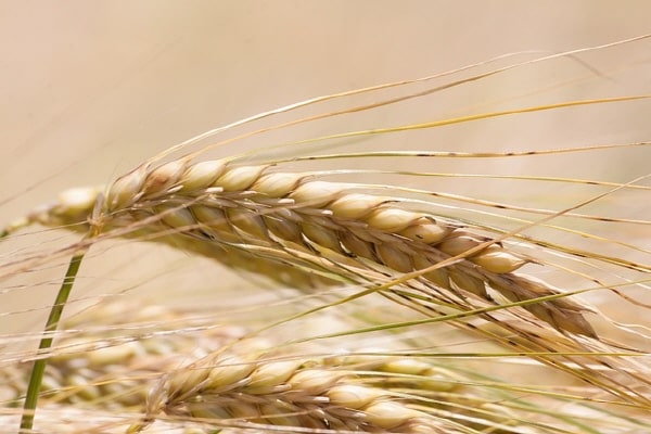 콜레스테롤낮추는음식