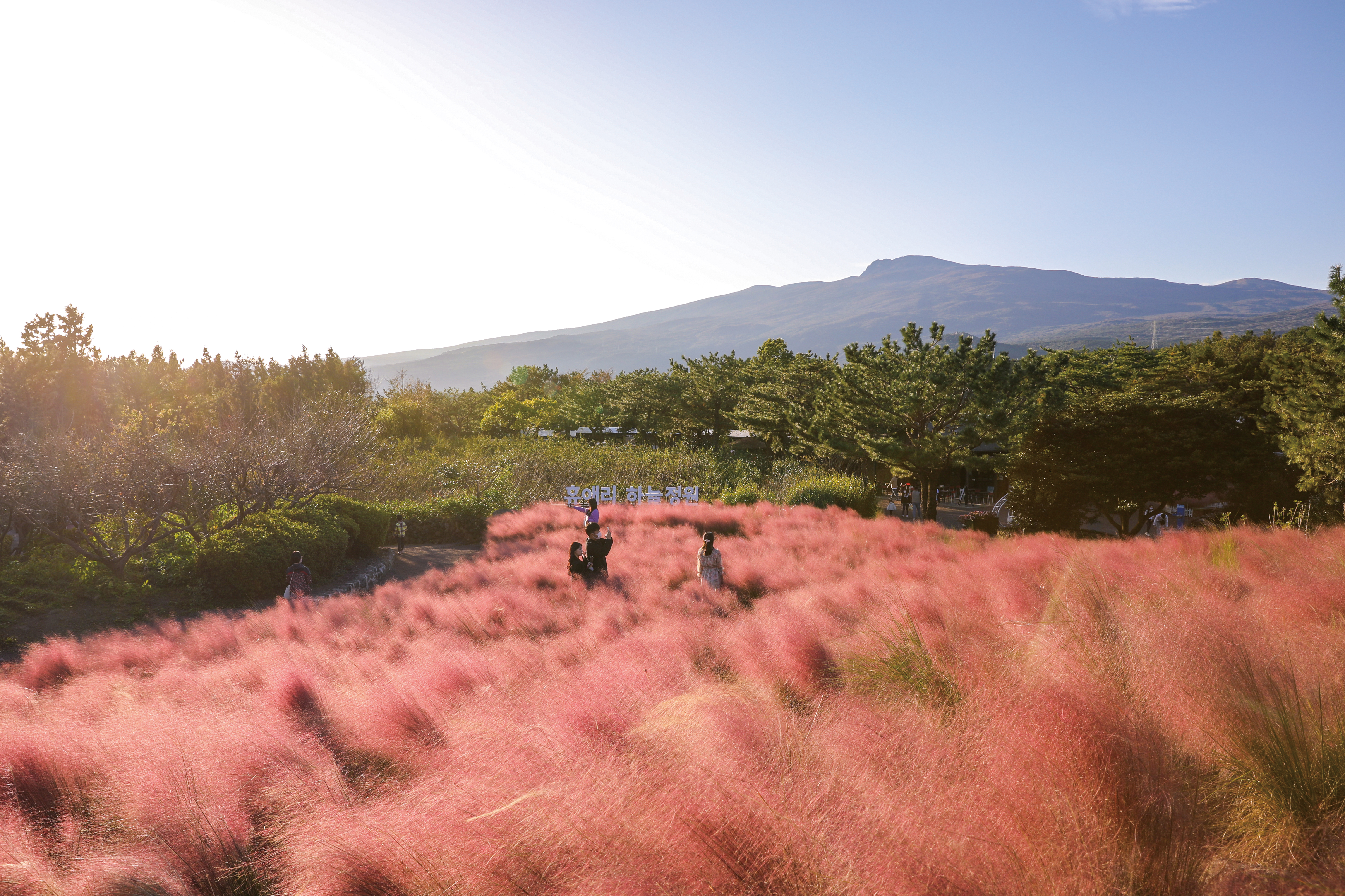 10월 제주 가볼만한곳 핑크뮬리 명소 BEST 08 사진 맛집