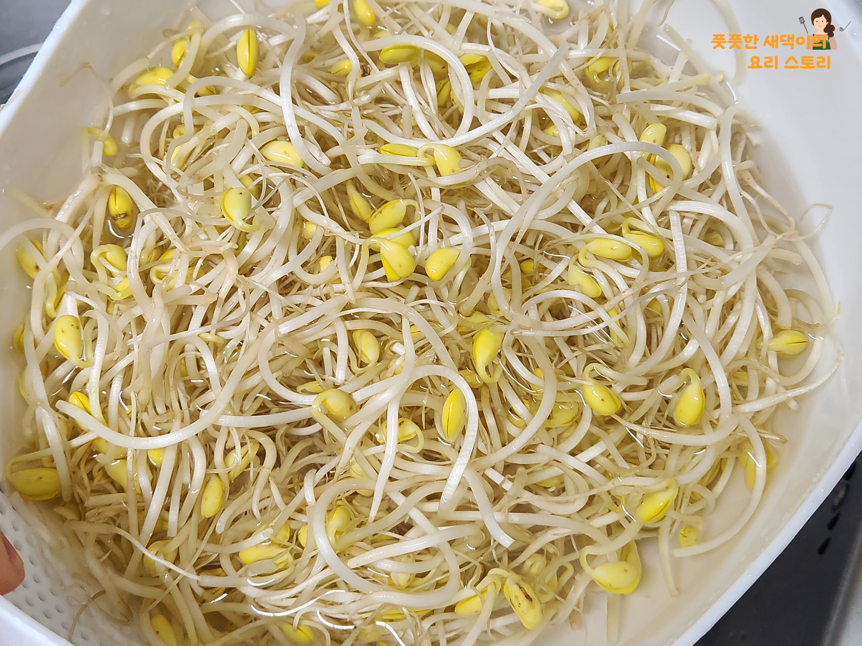 콩나물 깨끗하게 씻어주기