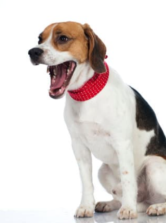 강아지 재채기 알레르기 vs 감기 구별 팁