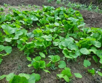 아욱 재배 텃밭 초보 직파 심기 병충해 적음_6