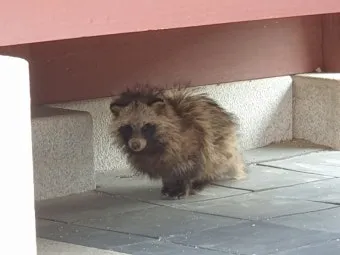 야생 너구리 도시 특징 매력 성격_12