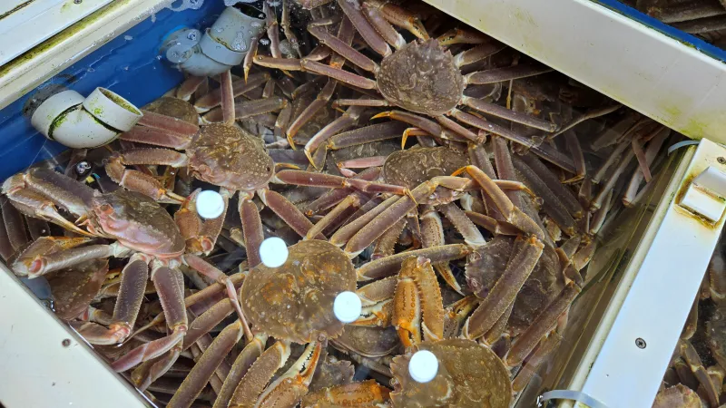 대게 옆에 오늘 먹은 홍게들이 있는 모습