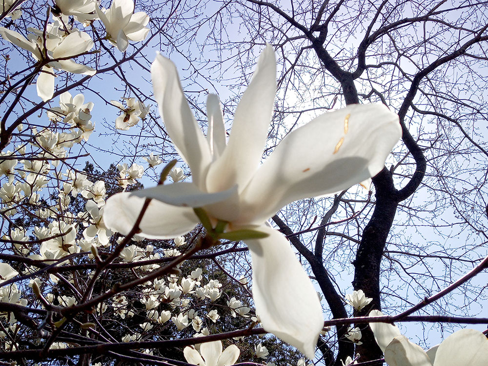제주 서귀포 신시가지에 하얀 목련