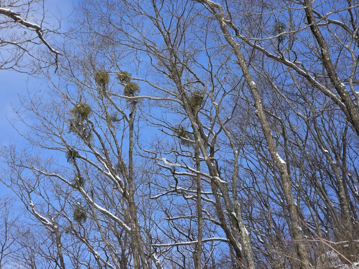 참나무와 겨우살이
