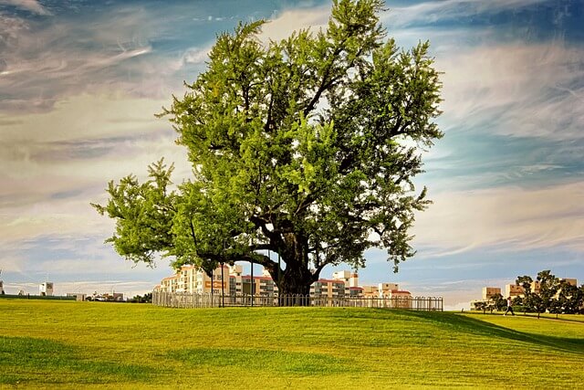 2024 유한킴벌리 숲속 꿀잠 대회