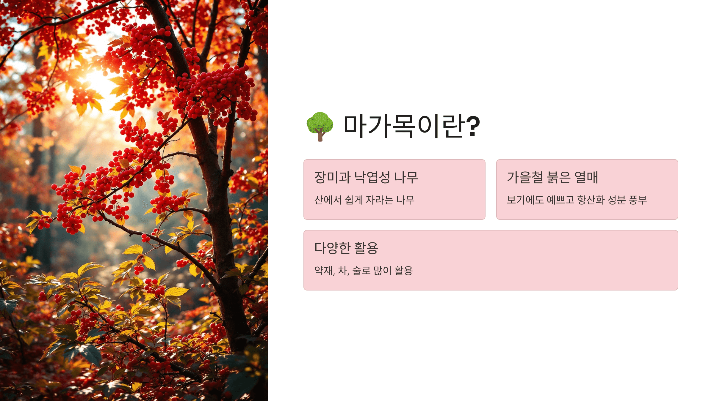 마가목 사진입니다.