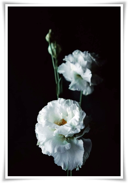 화초 &quot;리시안셔스&quot; 장미인 듯 장미 아닌 변치 않는 사랑의 꽃!