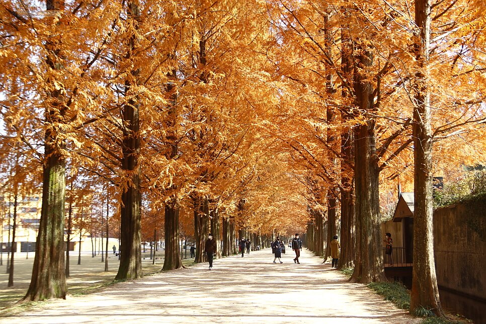 담양 메타세콰이어길