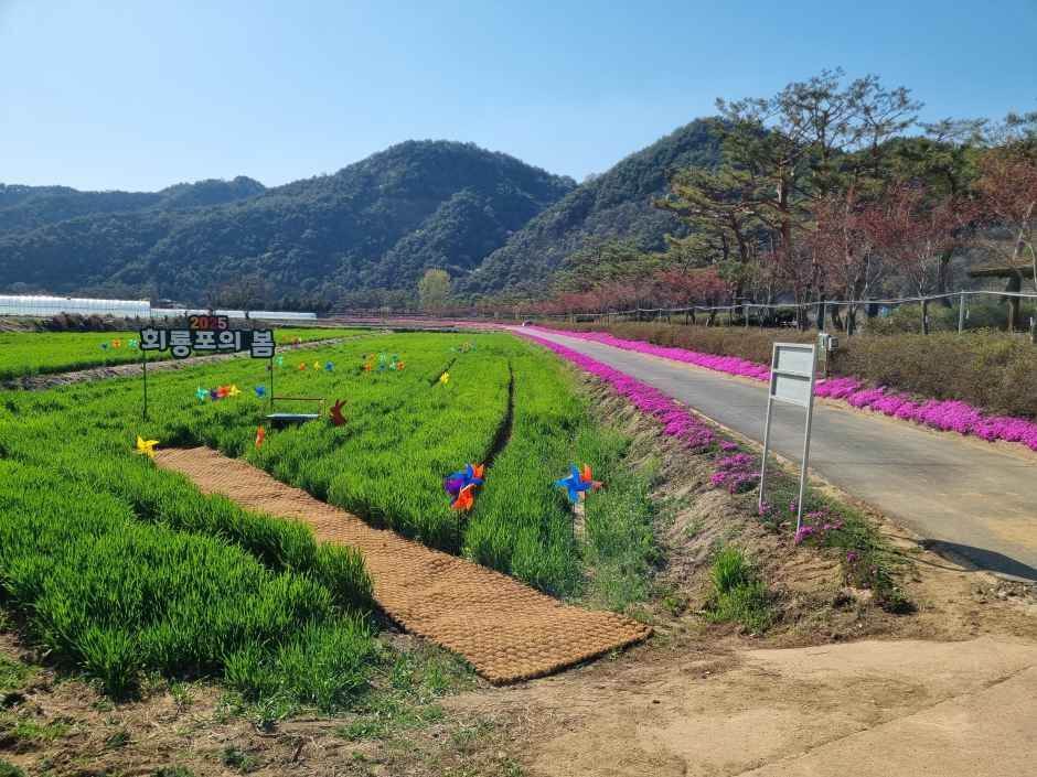 회룡포 봄나들이 축제 2026