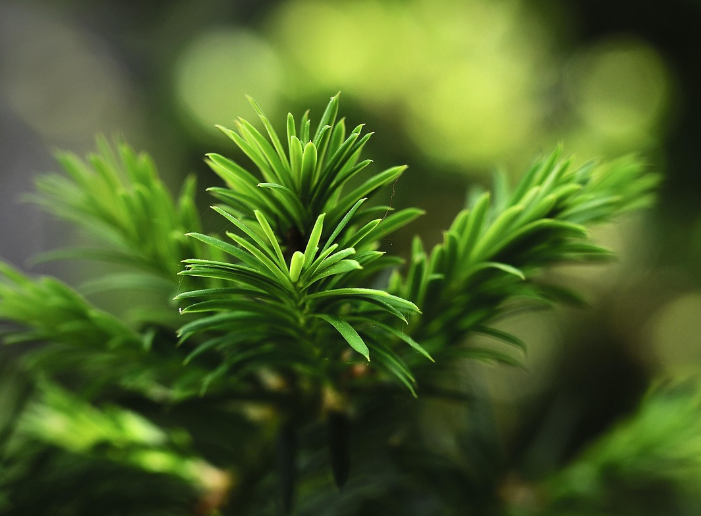 식물 한 그루, 로즈 마리