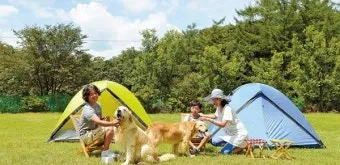서울 마포 반려동물 캠핑장 도심 속 힐링 명소 가이드_2