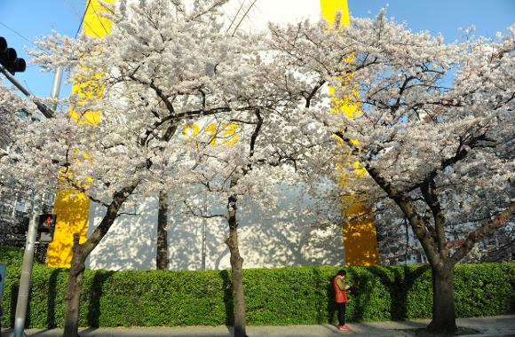 벚꽃개화시기 2024