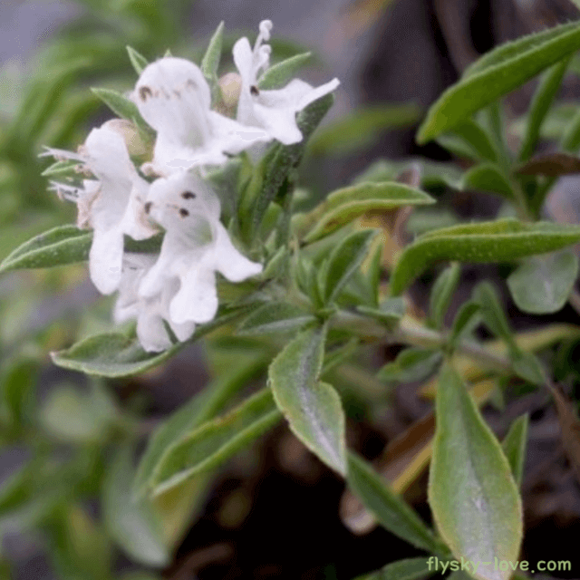 향신료 세이보리(Savory) 효능