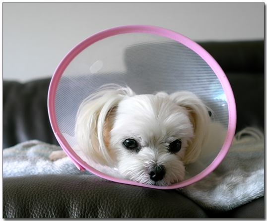 ํ๋ ๋งํฐ์ฆ