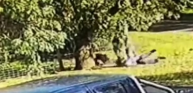 불량 캥거루와 잔혹한 난투극 벌인 남자 VIDEO: Wild moment man battles kangaroo before pinning it to the ground