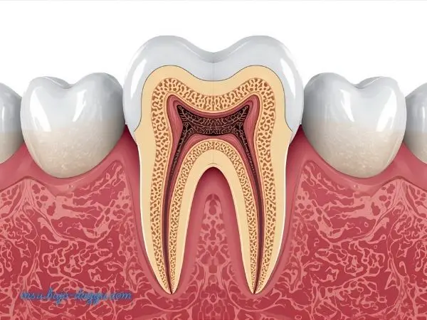 노인 임플란트 건강보험 적용 조건과 본인부담금 정리