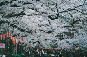 2026 벚꽃 야경 명소 완벽 가이드