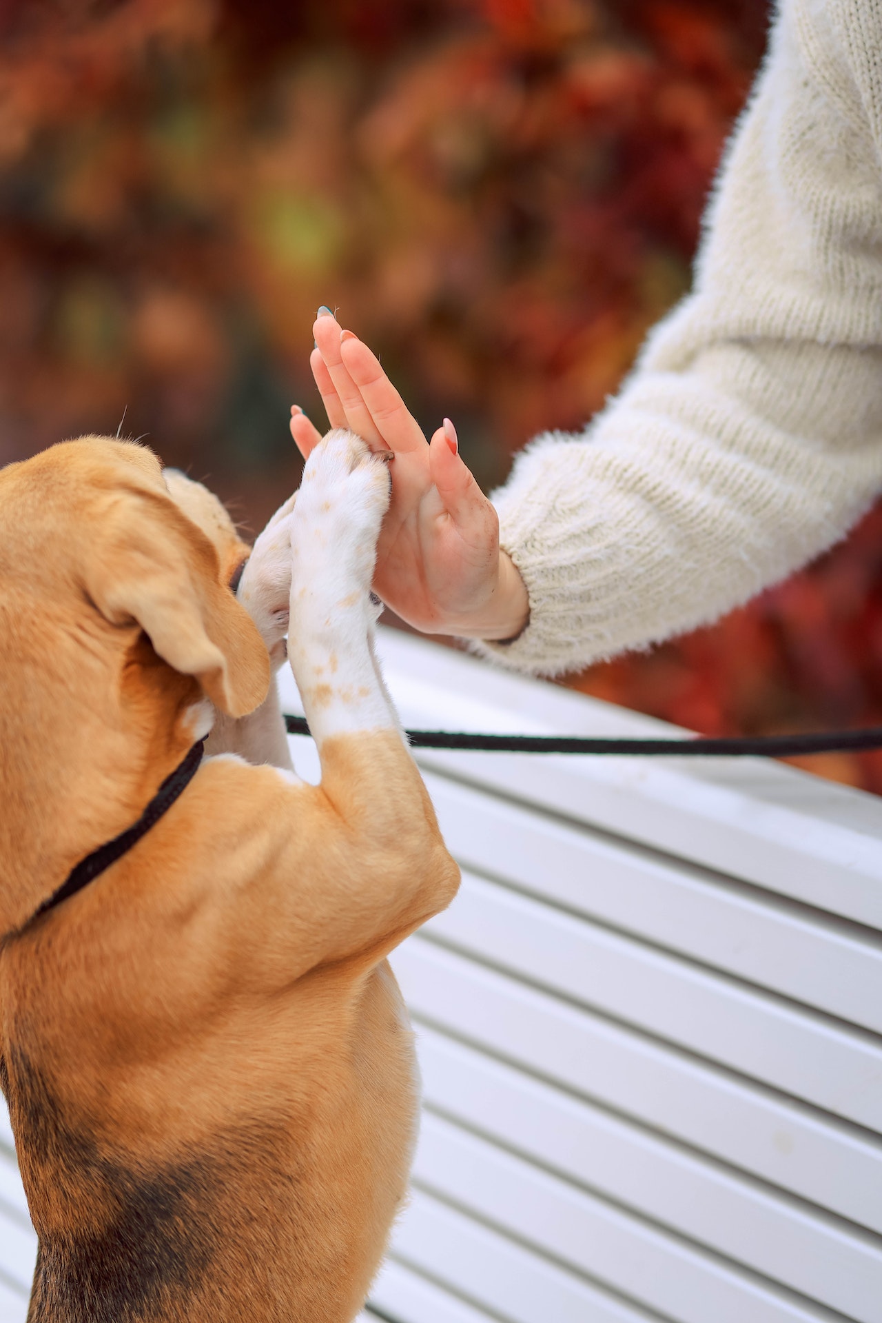 반려견 훈련의 중요성과 방법 훈련시간과 장소