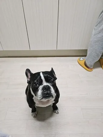 보스턴 테리어 애교만점 강아지 특징_8