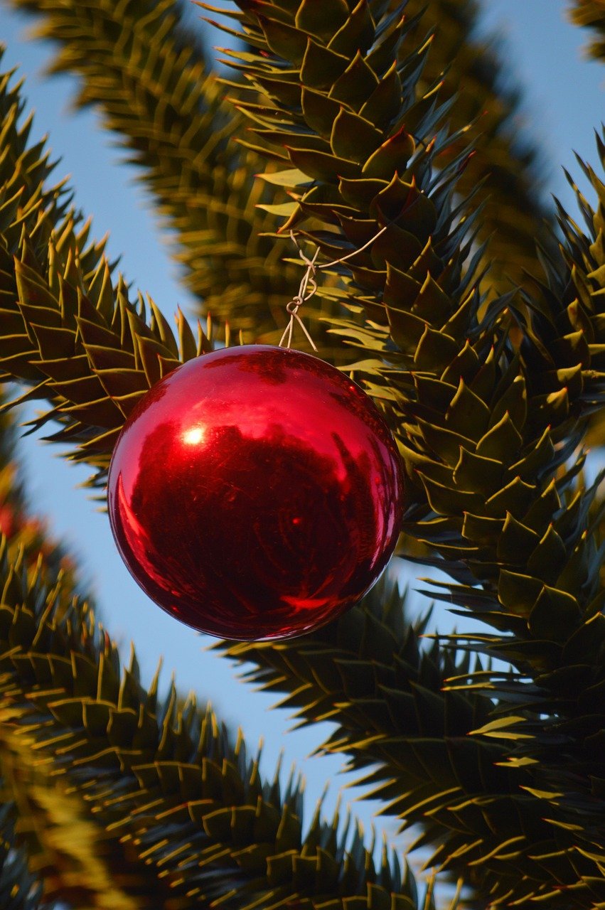 아라우카리아 트리장식 사진