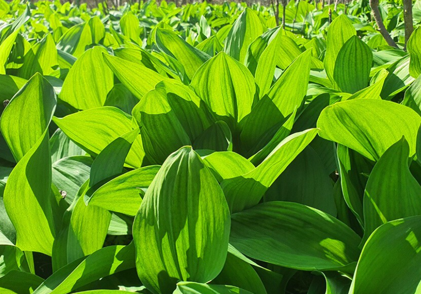 명이나물,산마늘 손질법, 효능과 부작용