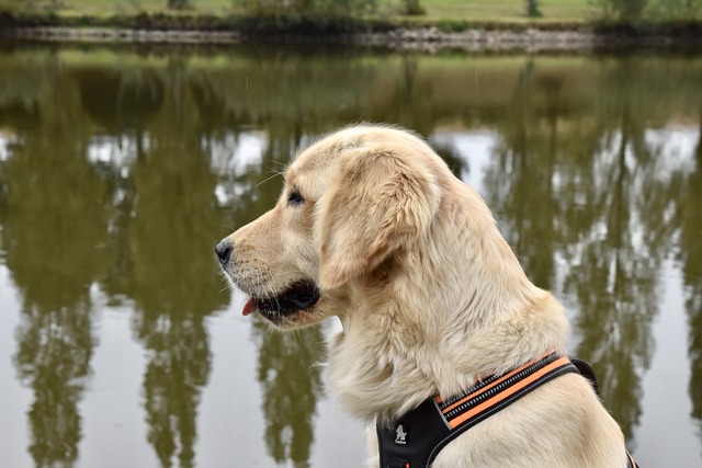 반려동물 보험 및 병원 진료